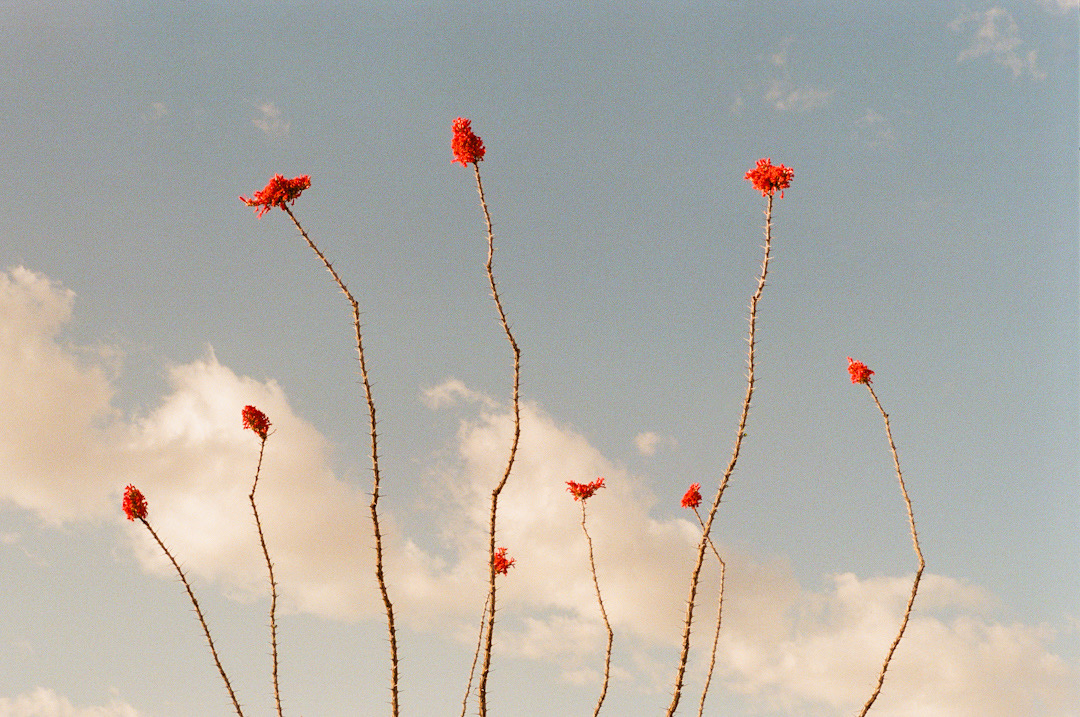 Ocotillo Sky